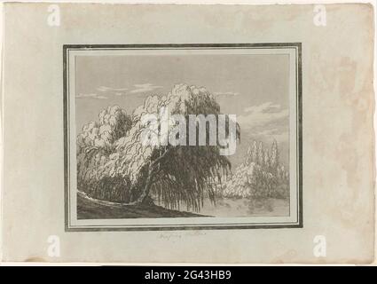 Saule pleureur. Imprimer à partir d'un album en cassette avec 14 études en vernis mou et aquatint de différents types d'arbres. Banque D'Images