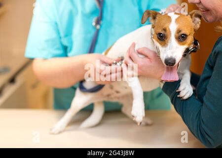 Vétérinaire avec stéthoscope écoute le coeur du chien. Banque D'Images