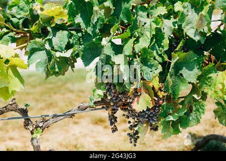 Un Bush avec des petits pains de raisins bleus mûrs dans des feuilles vertes par beau temps. Banque D'Images