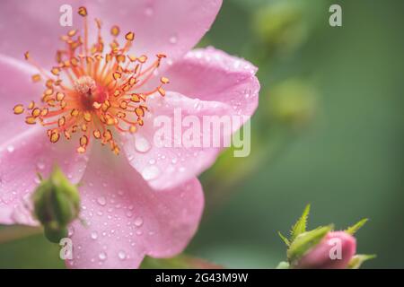 Beaux pétales de fleurs roses avec gouttes d'eau. Gros plan et arrière-plan vert Banque D'Images