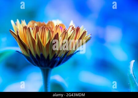 Beaux pétales de fleurs : gros plan et fond bleu Banque D'Images