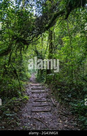 Chemin à travers la jungle luxuriante lors d'une randonnée de découverte de chimpanzés dans la forêt de Cyamudongo, le parc national de la forêt de Nyungwe, province occidentale, Rwanda, Afrique Banque D'Images