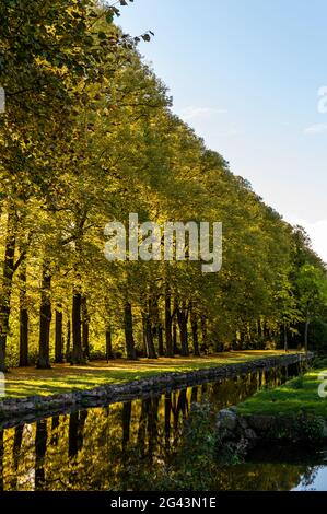 Avenue d'automne des tilleuls dans le parc du château d'Eutine, Parc naturel de la Suisse Holstein, Ostholstein, Schleswig-Holstein, Allemagne Banque D'Images