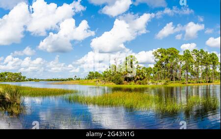 Webb Lake, Fred C. Babcock/Cecil M. Webb Wildlife Management Area, Punta Gorda, Floride, États-Unis Banque D'Images