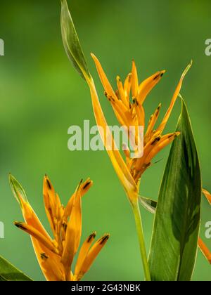 Gros plan du bec perroquet ou de la fleur de parakeet (Heliconia psittacorum) Banque D'Images