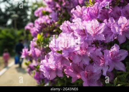 Azalée royale violette en fleurs Banque D'Images