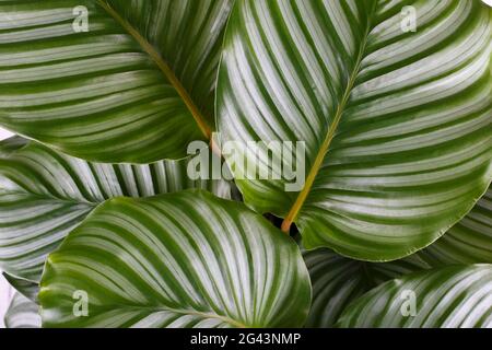 Feuilles de Calathea Orbifolia Banque D'Images