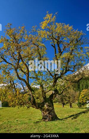 Sycamore érable en feuilles d'automne, Schwarzenbergalpe, Allgäu, Allgäu Alpes, Swabia, Bavière, Allemagne Banque D'Images