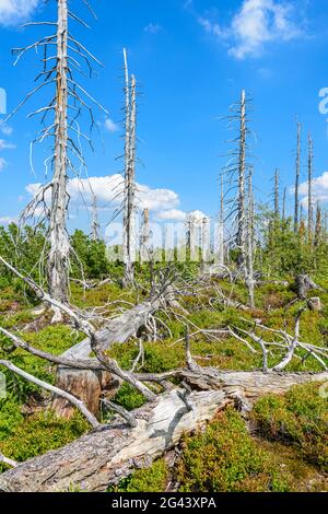 Arbres morts dans la forêt de Bohême, Bohême du Sud, République tchèque Banque D'Images