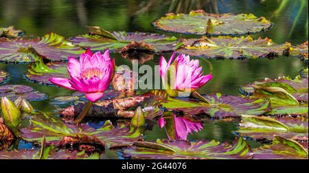 Fleurs de nénuphars roses flottant sur l'eau dans l'étang Banque D'Images