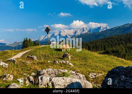 Vaches en pâturage dans l'Almgebiet Winklmoos Alm en été, Tyrol, Salzbourg, Chiemgau, Bavière, Allemagne Banque D'Images