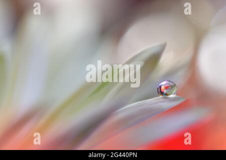 Superbe photo macro de fleurs magiques. Design Border art. Magic Light.photo macro de gros plan extrême. Banque D'Images