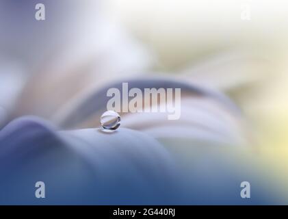 Superbe photo macro de fleurs magiques. Design Border art. Magic Light.photo macro de gros plan extrême. Banque D'Images