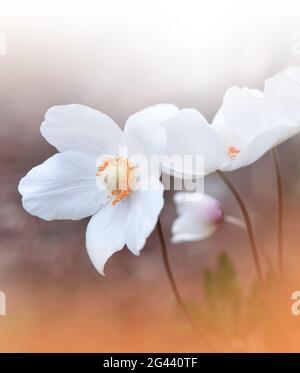 Magnifique arrière-plan nature orange. Photo macro des incroyables fleurs d'anémone magiques de printemps Banque D'Images