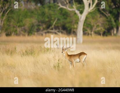 Un Lechwe rouge paître dans le delta de l'Okavango. Banque D'Images