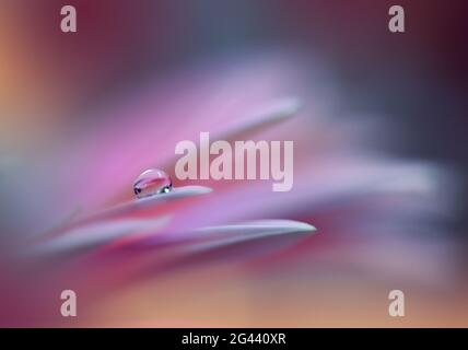 Superbe photo macro de fleurs magiques. Design Border art. Magic Light.photo macro de gros plan extrême. Banque D'Images