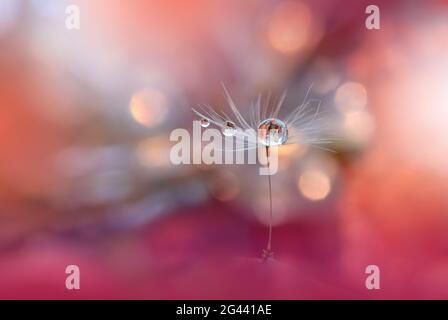 Belle nature arrière-plan.Floral Art Design.Abstract Macro Photography.pastel Flower.Dandelion. Banque D'Images