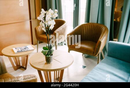 Orchidée Phalaenopsis de fleur blanche dans une tasse sur une petite table ronde avec fauteuils et un canapé bleu près de la porte du balcon. Banque D'Images