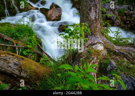 Petit ruisseau de montagne à la fin de l'été, Bavière, Allemagne, Europe Banque D'Images