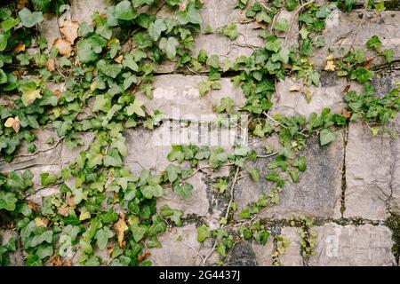 Un mur de dalles de pierre massives avec une plante de lierre verte. Banque D'Images