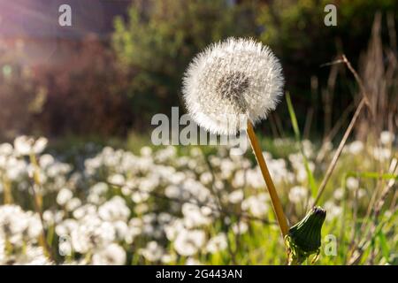 Pissenlit dans le rétroéclairage, pissenlit (Taraxacum officinale) Banque D'Images