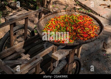 Les piments rouges chauds sèchent au soleil sur le marché de la rue, Luang Prabang, province de Luang Prabang, Laos, Asie Banque D'Images