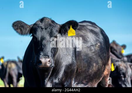 Une vache angus noire tombe sur un pré vert. Banque D'Images