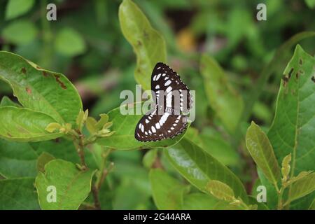 Papillon commun Sailor - hylas népalais perchés sur une feuille verte en bois au Laos Banque D'Images