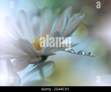 Superbe photo macro de fleurs magiques. Design Border art. Magic Light.photo macro de gros plan extrême. Banque D'Images