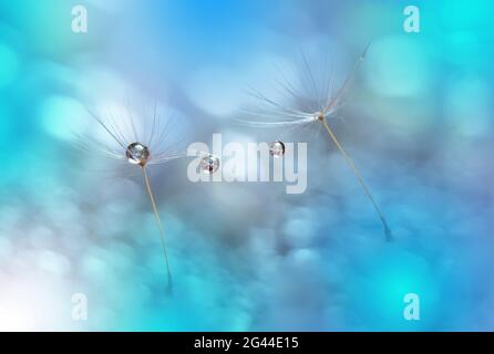 Belle nature arrière-plan.Floral Art Design.Abstract Macro Photography.pastel Flower.Dandelion. Banque D'Images