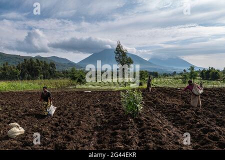 Les femmes récoltent des pommes de terre dans les champs fertiles, le parc national des volcans, la province du Nord, le Rwanda, l'Afrique Banque D'Images