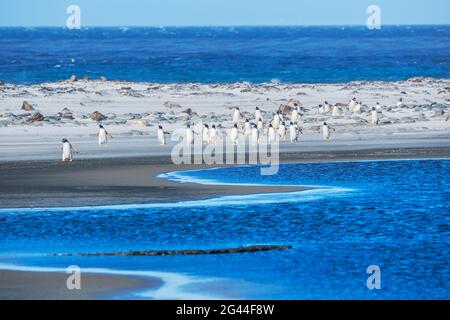 Gentoo Penguins (Pygocelis papouasie) marchant sur la plage, Sea Lion Island, Falkland Islands, Amérique du Sud Banque D'Images