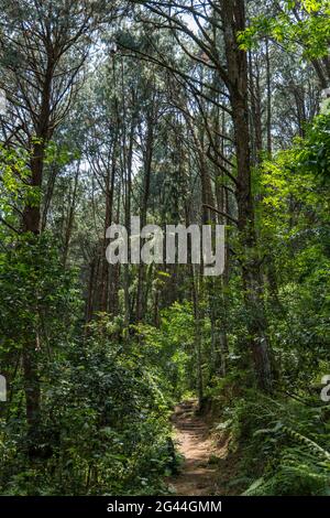 Chemin à travers la jungle luxuriante lors d'une randonnée de découverte de chimpanzés dans la forêt de Cyamudongo, le parc national de la forêt de Nyungwe, province occidentale, Rwanda, Afrique Banque D'Images