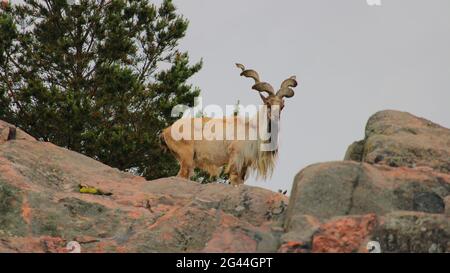 Markhor, Korkeasaari, Helsinki. Banque D'Images