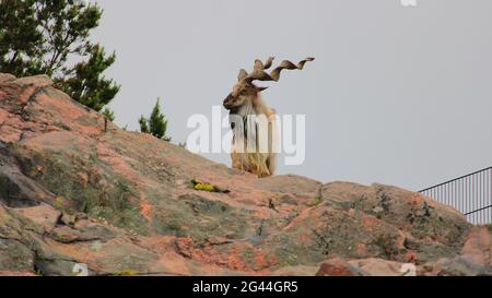 Markhor, Korkeasaari, Helsinki. Banque D'Images