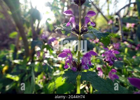 Repéré deadnettle (Lamium maculatum) Banque D'Images