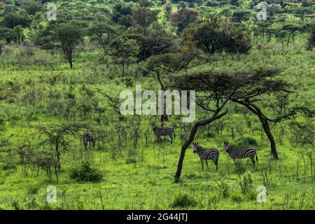 Zèbres dans un paysage herbacé luxuriant avec des arbres, Parc national d'Akagera, province orientale, Rwanda, Afrique Banque D'Images