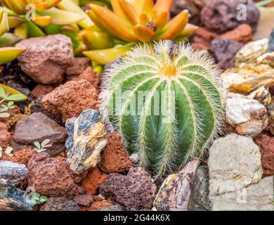 Gros plan de cactus et de succulents dans le jardin Banque D'Images