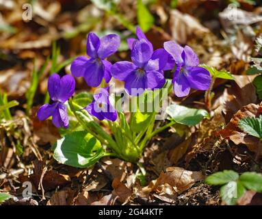 Violet de bois, violet de haie, violet de bois pâle, violet de bois mince, Banque D'Images