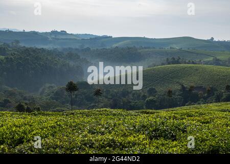 Plantation de thé et collines verdoyantes, près de Gisakura, province occidentale, Rwanda, Afrique Banque D'Images