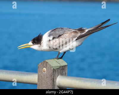 Grande Sterne de Crested, Thalasseus bergii Banque D'Images