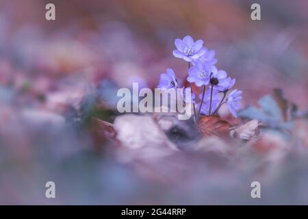 Hepatica dans la forêt de printemps, Bavière, Allemagne, Europe Banque D'Images