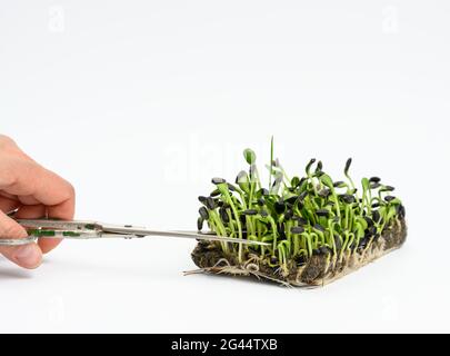 Pousses de tournesol vertes sur fond blanc, microgreen utile Banque D'Images