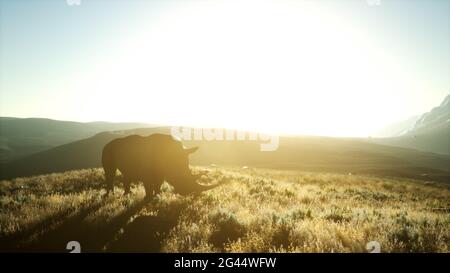 Rhino debout dans un espace ouvert pendant le coucher du soleil Banque D'Images