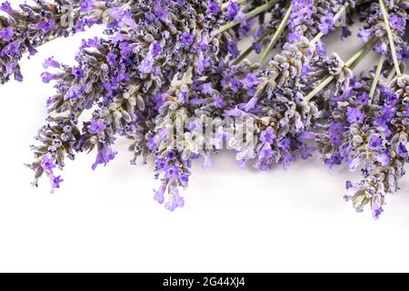 Une photo en gros plan des fleurs de lavande fleurit sur un fond blanc Banque D'Images