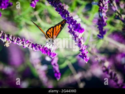 Papillon monarque (Danaus plexippus) perçant sur une fleur rose Banque D'Images