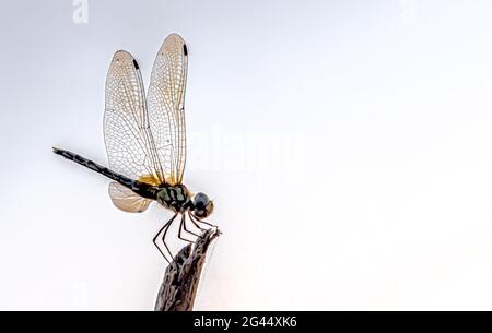 Photo macro de Dragonfly reposant sur une pointe en bois, avec les ailes larges ouvertes ; sur un fond blanc isolé avec des détails sur les nervures et les membranes des ailes. Banque D'Images