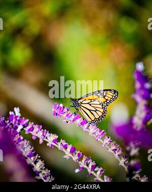 Papillon monarque (Danaus plexippus) perçant sur une fleur rose Banque D'Images