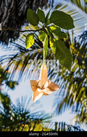 Gros plan de la fleur blanche de la trompette Angels (Brugmansia) Banque D'Images