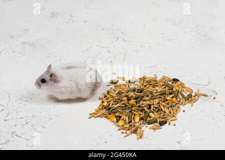 Le petit hamster Dzungarian blanc se trouve près d'une pile de nourriture sur un fond blanc Banque D'Images